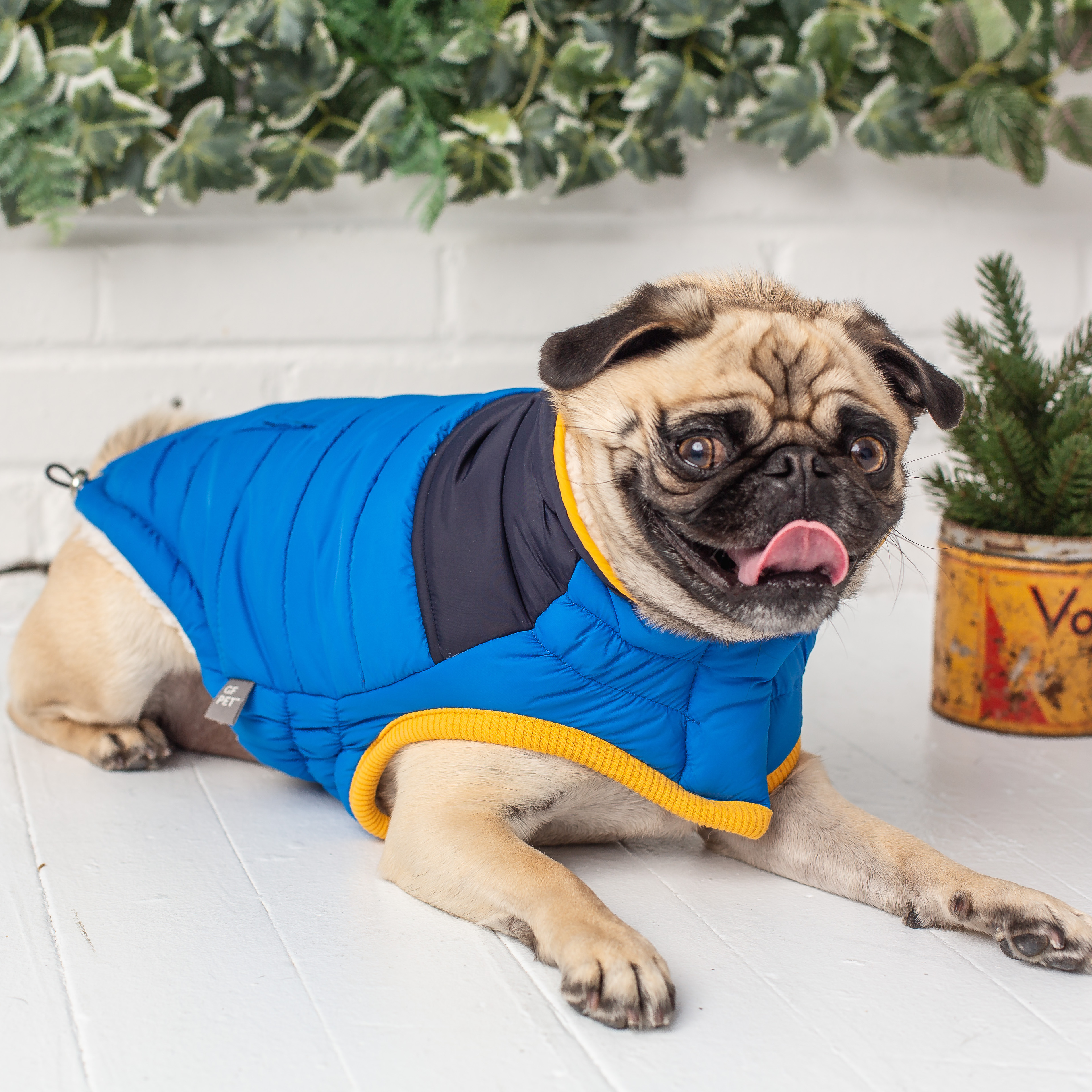 GF PET Scout Dog Jacket Winter Apparel Sport Style Elastofit Windproof Waterproof for Small Medium Large Dogs Pets, Royal, 2XS