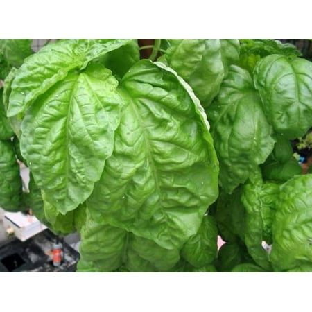 Valentino Basil Plant - Large, bright green, crinkled, aromatic leaves - 3