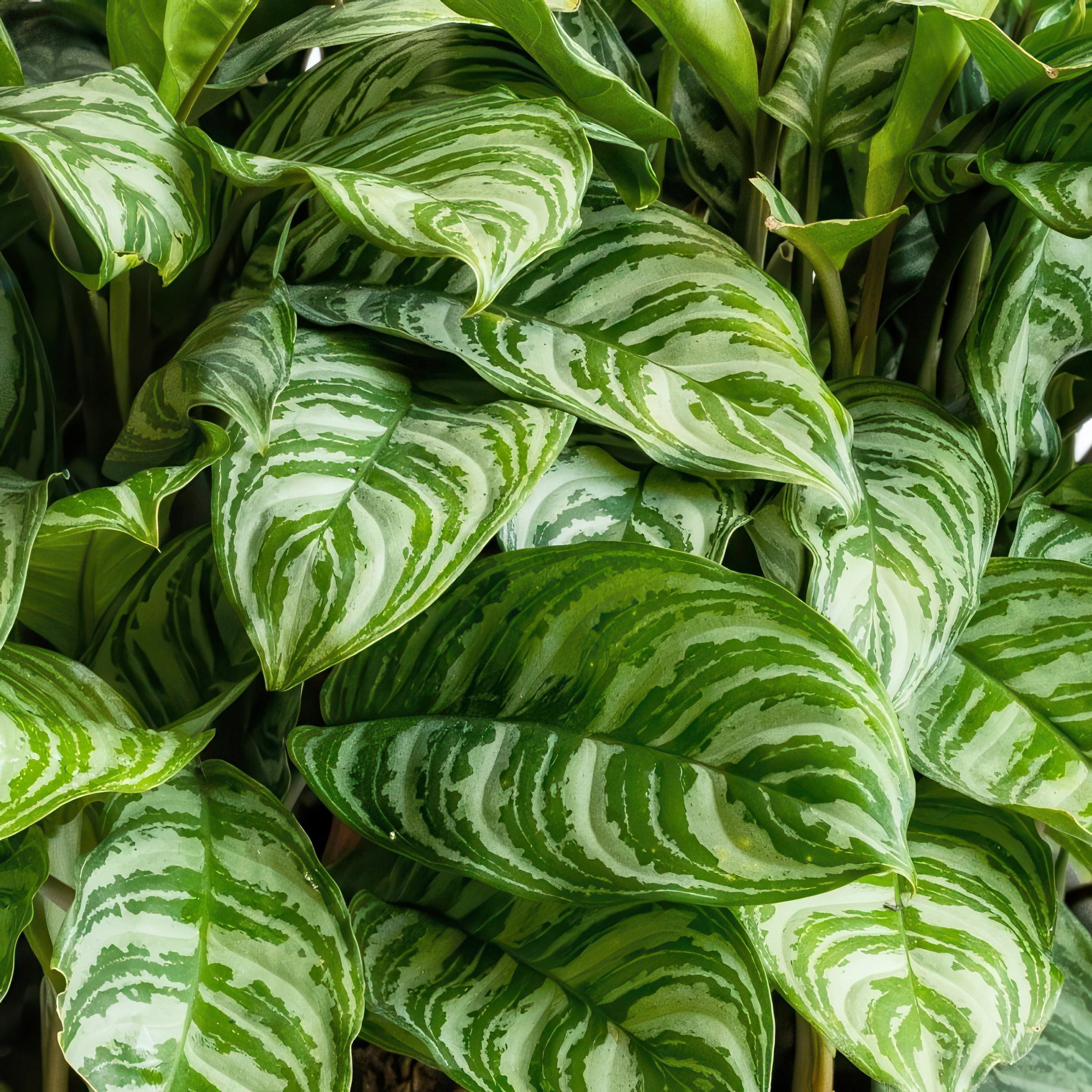 6 in. Aglaonema Maria Emerald Beauty Plant in Grower Container