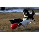 thumbnail image 4 of Juguete para perros Jolly Pets Jolly Egg, 20 cm, tamaño mediano, rojo, 4 of 6