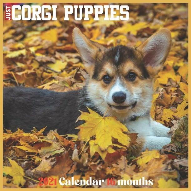 Corgi Puppies 2021 Calendar: Official Pembroke Welsh Corgi Wall Corgi Puppies 2021 Calendar: Official Pembroke Welsh Corgi Wall