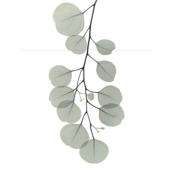 Art.com Descending Eucalyptus 1 Photo by Albert Koetsier, 18" x 24"