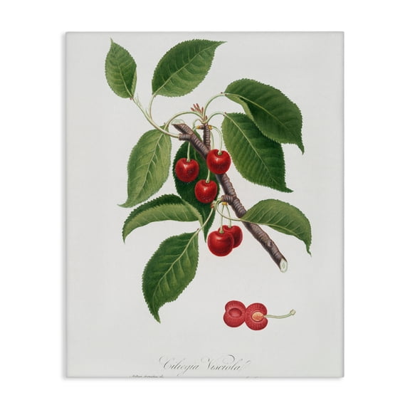Stupell Industries Traditional Latin Study of Cherry Plant Canvas Art, 16 x 20, by Lettered and Lined