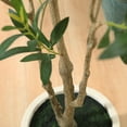 thumbnail image 4 of DR.Planzen 7 Ft Artificial Muti-Trunk Olive Tree in Natural White Planter, 4 of 7
