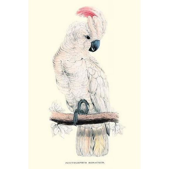 Salmon-Crested Cockatoo - Cacatua Moluccensis-Fine Art Canvas Print (20" x 30")