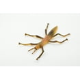 Stick Insect Present Stick Insect, Phasmatodea, Rubber Insect, Hand Painted, Realistic Toy ...