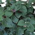 thumbnail image 2 of Purple Swedish Ivy Plant - Plectranthus purpuratus - 4" Pot, 2 of 2