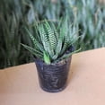 thumbnail image 5 of Rare Cactus Succulent Plants | Live House Plants for Home, Office, and Garden Decoration., 5 of 6