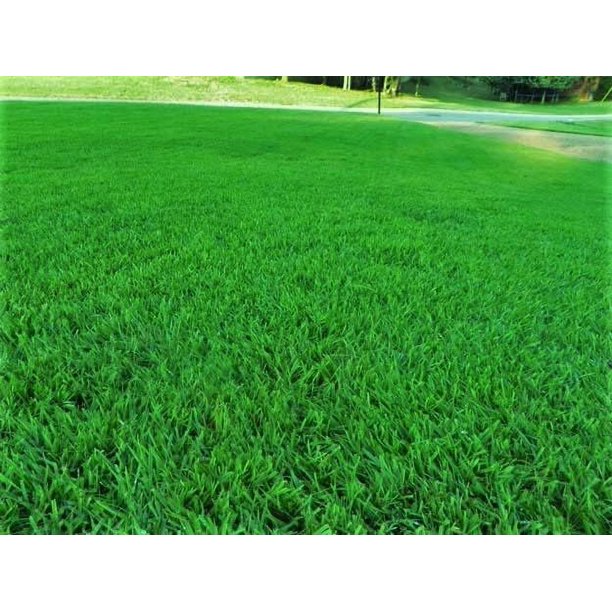 Zenith Zoysia Grass 1/2 lb Zoysia Grass 20,000 Seeds Non GMO Fresh Seeds
