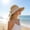 Khaki, variant on Wide Brim Sun Protection Hat for Outdoor Activities - Breathable, Windproof Fisherman Hat with Versatile Shawl Design for Travel, Beach, and Cycling - Ideal for Adults Seeking Sun Safety