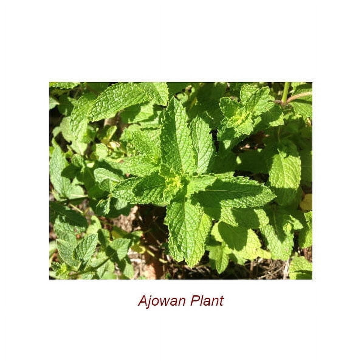 Ajowan Essential Oil 1 fl oz (30 ml) - 100% Pure and Natural by Silky Scents