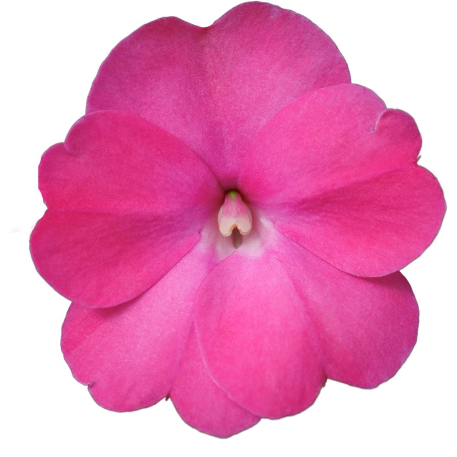 Proven Winners 8" SunPatiens Compact Hot Pink Impatiens Live Plant in 6.5" Pot