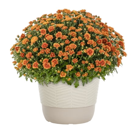 Better Homes & Gardens 1.5G Orange Garden Chrysanthemum Plant Decorative Pot Sun