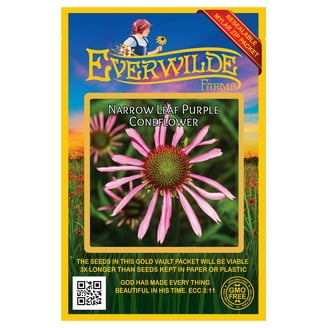 Everwilde Farms - 20 White Ohio Spiderwort Native Wildflower Seeds - Gold  Vault Seed Packet - Walmart.com