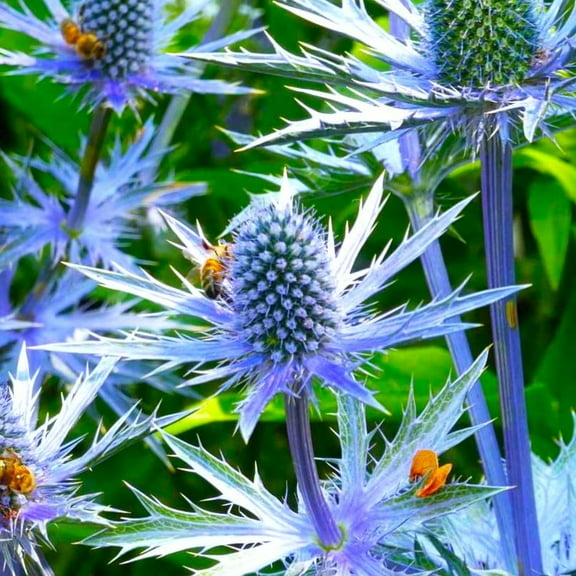 TomorrowSeeds - Sea Holly Seeds - 500  Count - For 2026 Planting Eryngium Blue Thistle Hollies Eryng