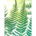 thumbnail image 3 of Johnson, Jason 19x24 Black Modern Framed Museum Art Print Titled - Fern Glow IV, 3 of 5