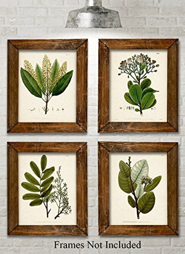Fern Botanical Prints set of 12 unframed wall decor art 