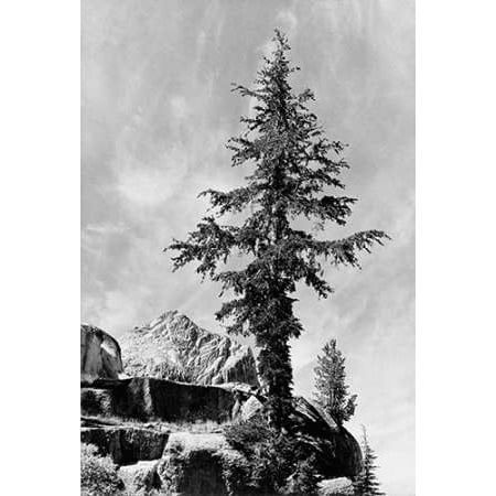 1936 Replica Sky King - Tree and unnamed peak Kings River Canyon proVintageed as a national park California 1936 Poster Print by Ansel Adams