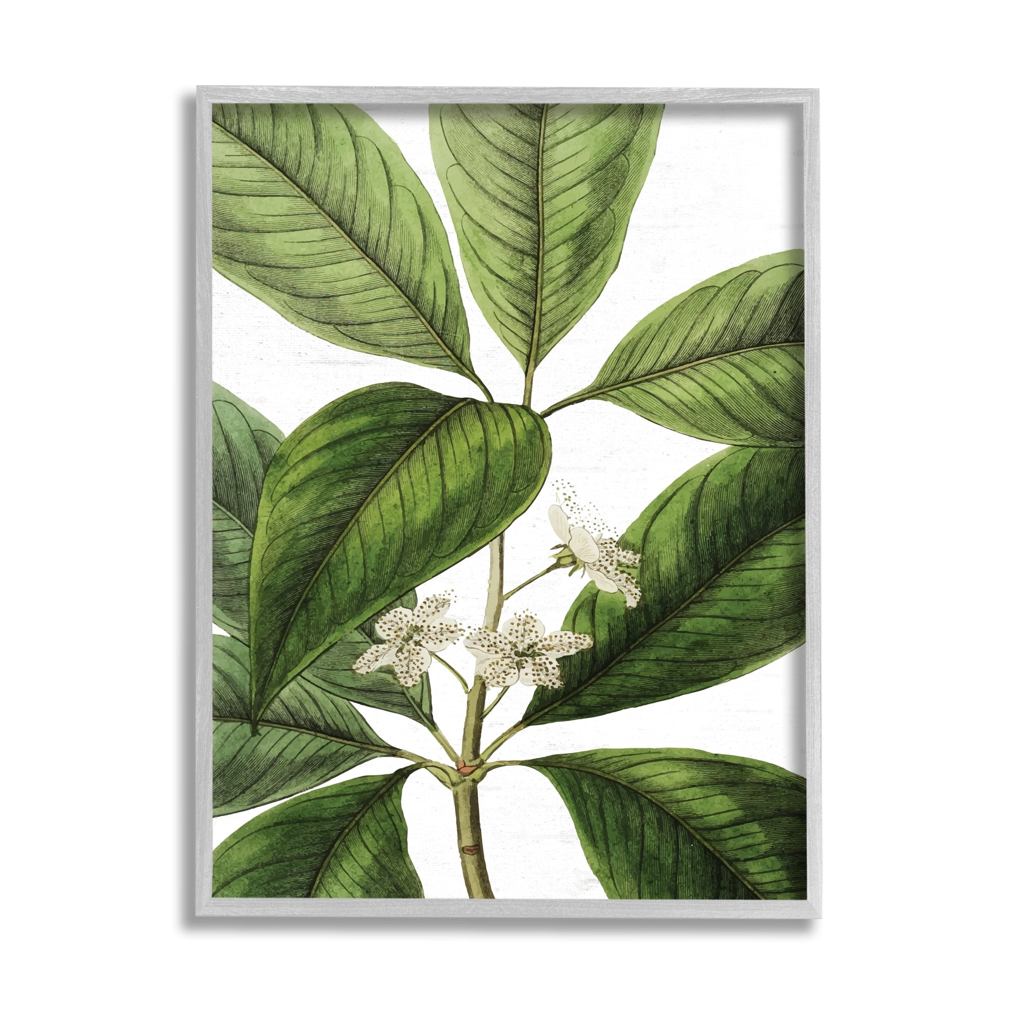 Stupell Industries Tristania Conferta Flower Large Leaf Vegetation Botanical Print,11 x 14, Design by Lettered and Lined
