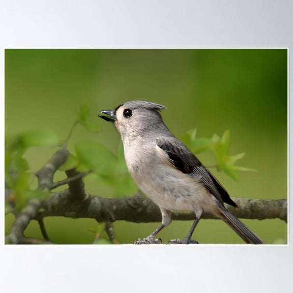 Tufted Titmouse Bird Poster, 8x12 UNFRAMED