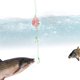 thumbnail image 5 of EeaseMX 5 cebos para pesca de carpas, anzuelos, trampas, anzuelos con alimentador de resorte, aparejos de pesca, 5 of 8