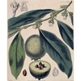 thumbnail image 2 of Diospyros Sp., Ebony Tree Poster Print By Mary Evans Natural History Museum (18 X 24), 2 of 4