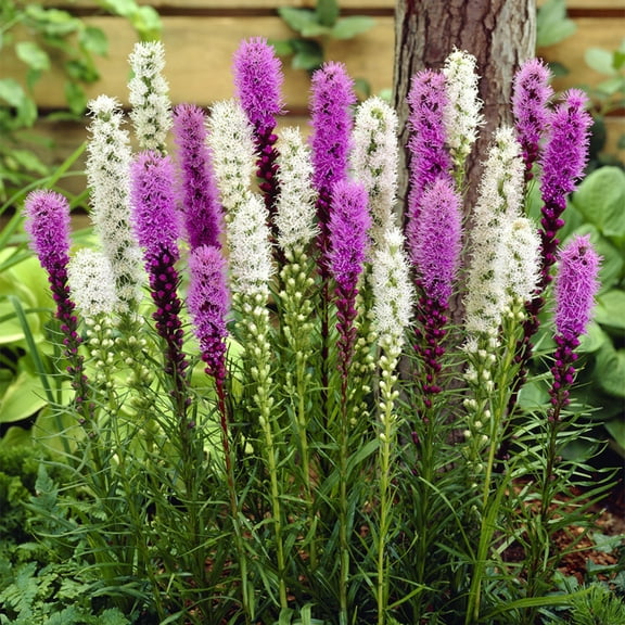 Van Zyverden Liatris Mixture Set of 25 Plant Roots Multicolor Partial Sun Easy to Grow 1 lb