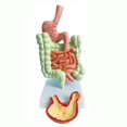 thumbnail image 2 of Modelo de Sistema Digestivo Humano AnatomíA del EstóMago Intestino Grueso Ciego Recto Duodeno Modelo de Estructura de óRganos Internos Humanos, 2 of 6