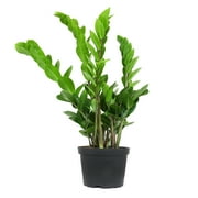 ELEMENT by Altman Plants 6in ZZ Live Plant in Grower Pot
