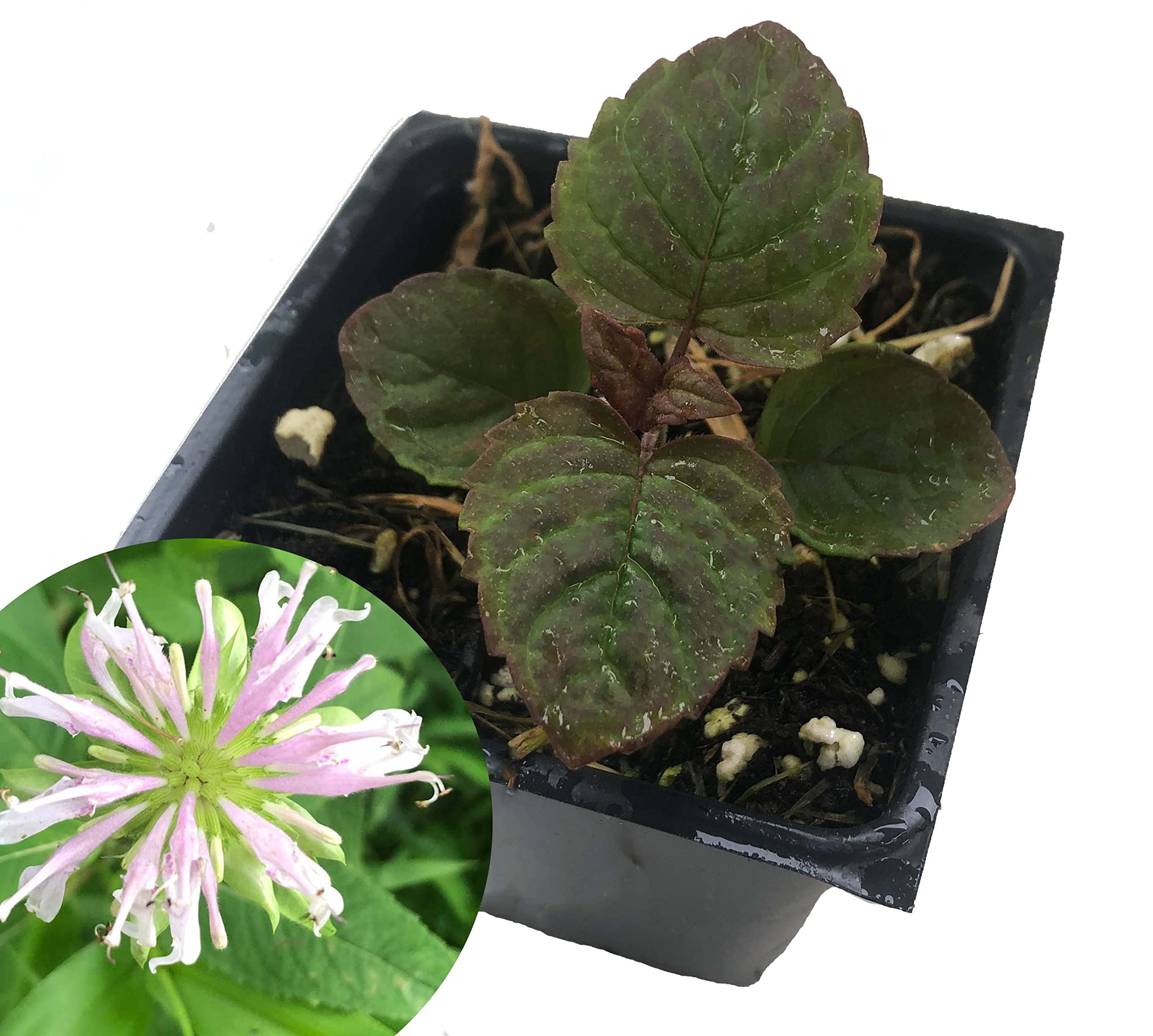 Bee Balm (Monarda fistulosa) Live Plant in 2.5-inch Pot- Wild Bergamot, Organic Native Pollinator Plant by Smoke Camp Crafts