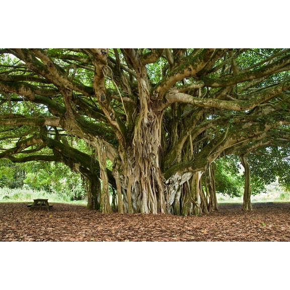 CZ Grain 40 Banyan Tree Ficus Benghalensis Plant Seeds
