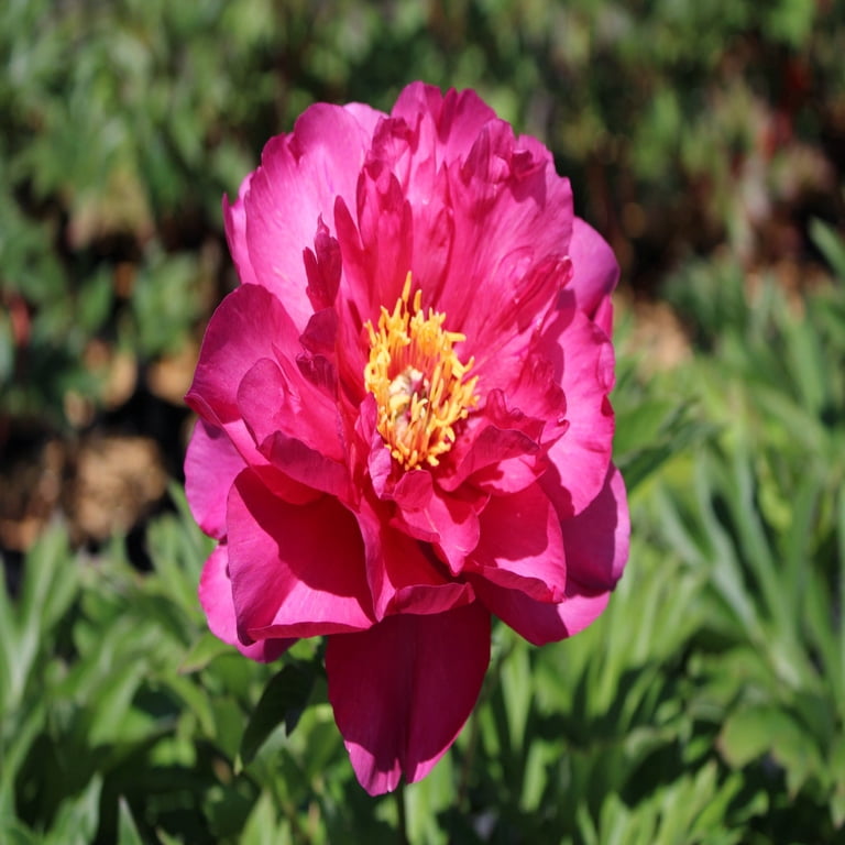 Expert Gardener 12-18