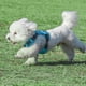 thumbnail image 4 of Laklulu Correa mediana para perro sin tirar, correa reflectante ajustable para chaleco de entrenamiento para perros, fácil de controlar, 4 of 6