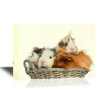 Wall26 Canvas Wall Art Guinea Pigs Piled Up In A Wicker Basket