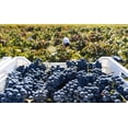 thumbnail image 5 of Vino tinto - Ensamble Colina 750 ml., 5 of 5