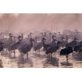 thumbnail image 2 of Jaynes Gallery 14x11 Gold Ornate Wood Framed with Double Matting Museum Art Print Titled - USA-New Mexico-Bernardo Wildlife Management Area-Sandhill cranes and foggy sunrise, 2 of 4