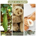 thumbnail image 3 of Loofah Rub Bath Towel Exfoliating Dead Skin Bath Bath Rub Gloves Environmentally Friendly Practical Loofah Bath Wipes, 3 of 7