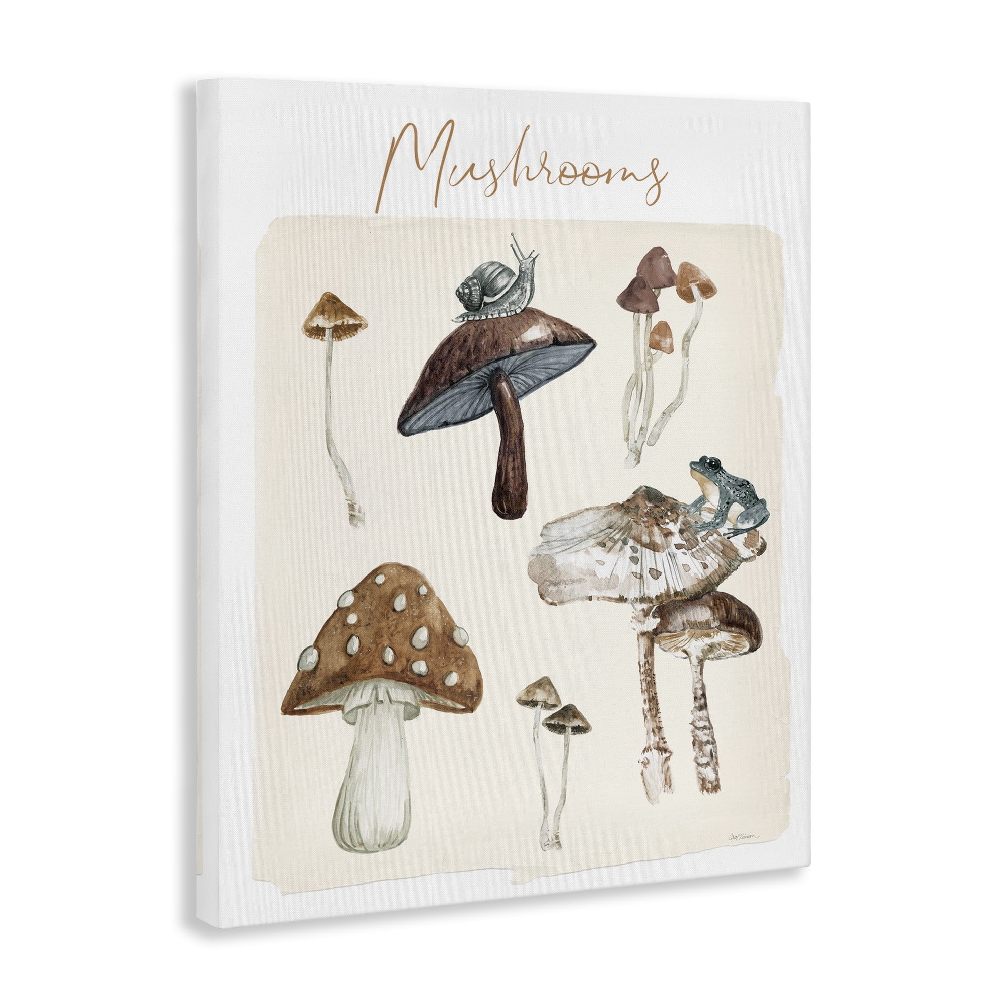 Stupell Industries Assorted Mushrooms Study Botanical & Floral Painting Gallery Wrapped Canvas Art Print Wall Art, 30 x 40