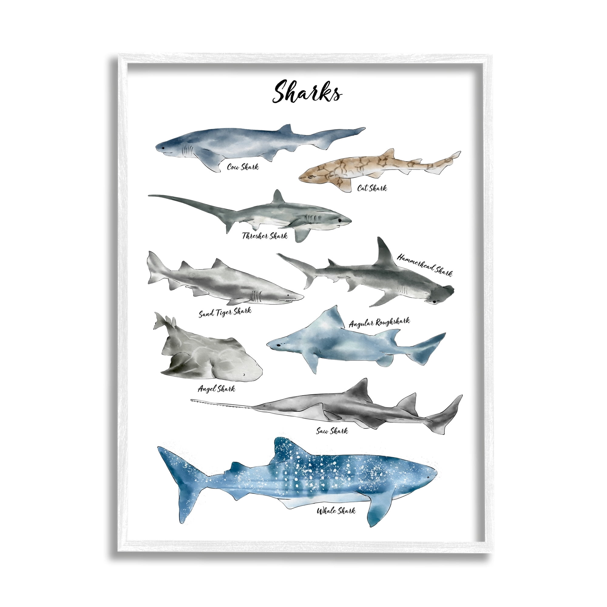 Stupell Industries Nautical Shark Chart Watercolor Marine Animals Graphic Art Framed Art Print Wall Art, 16x20, By Ziwei Li
