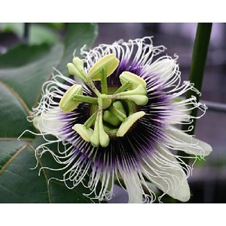 - Passion Fruit Seeds - Passiflora edulis - 25 Seeds