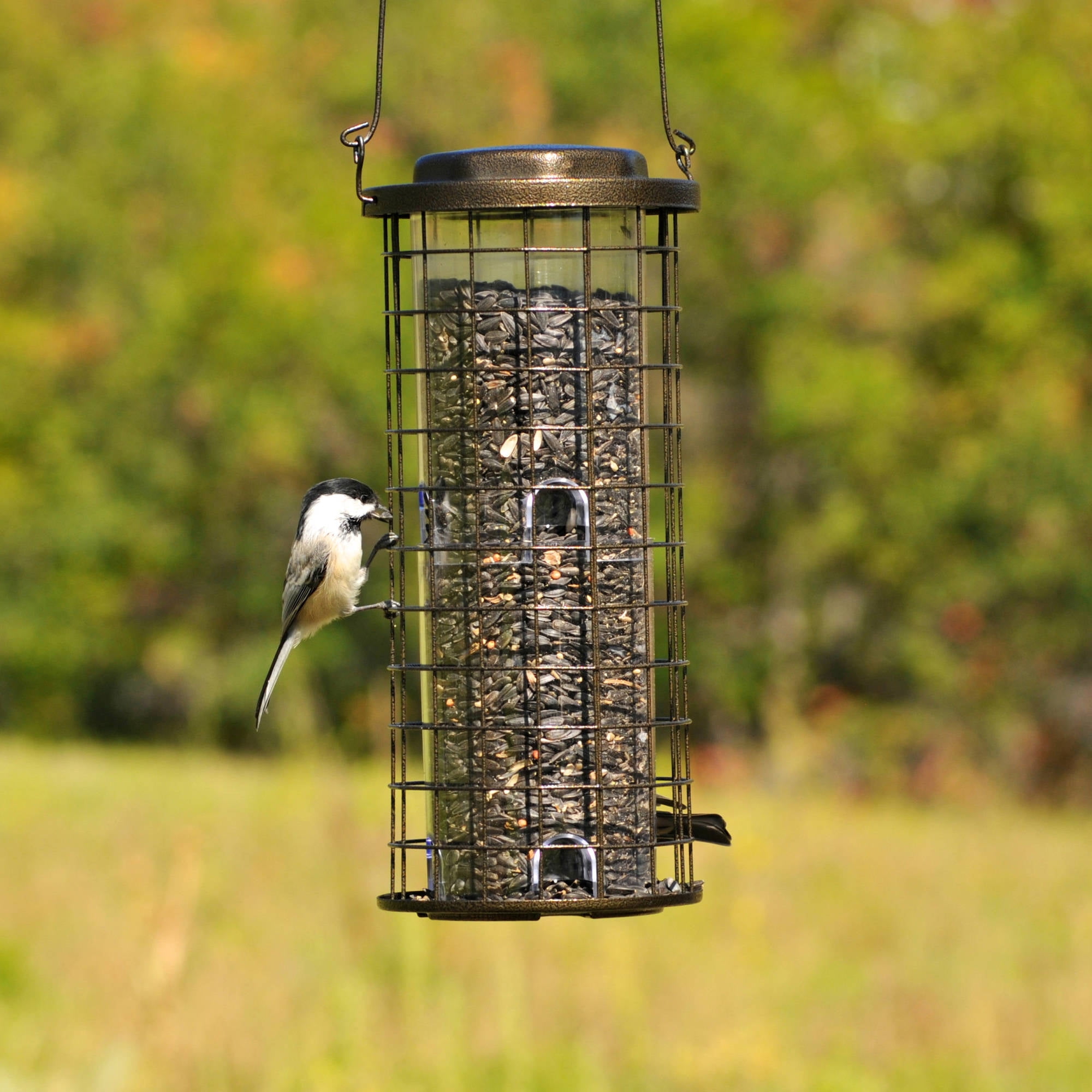 Perky-Pet 3 lb Squirrel Stumper Wild Bird Feeder