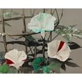thumbnail image 2 of Kazumasa, Ogawa 32x26 White Modern Wood Framed Museum Art Print Titled - Morning Glory, 2 of 4