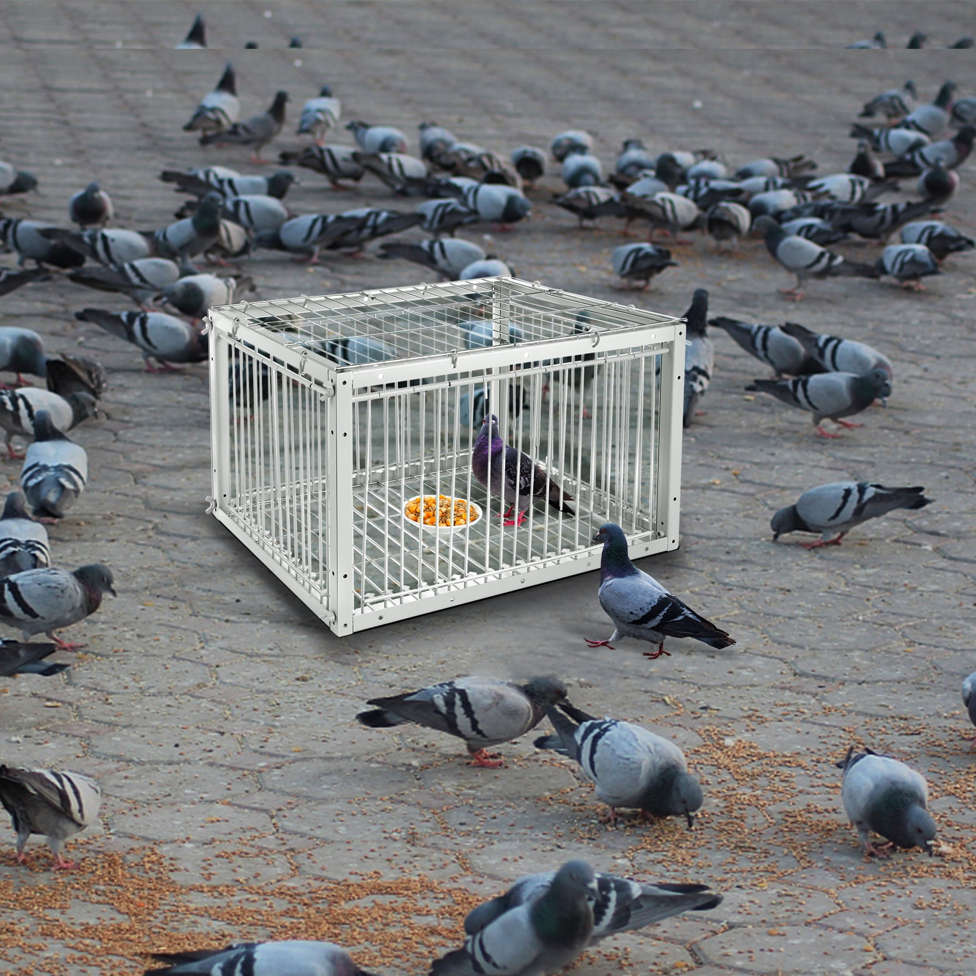 Big Foldable Galvanised Pigeon Dove Bird Trap Cage Feral Pigeon Humane Way  with The one-Way Entrance Trapping Pigeons Doves in Cages (40x40x26