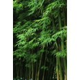 thumbnail image 1 of CHL-30 0+ Graines de Bambou Vert Géant pour Plantation - Écran de Confidentialité à Croissance Rapide, Résistant et Écologique pour l'Hiver, 1 of 4