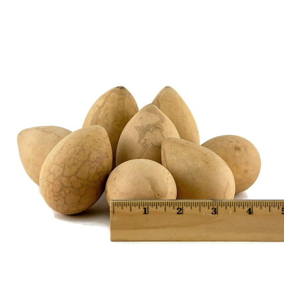 Gourds for Crafting - Box of 10 Egg Gourds