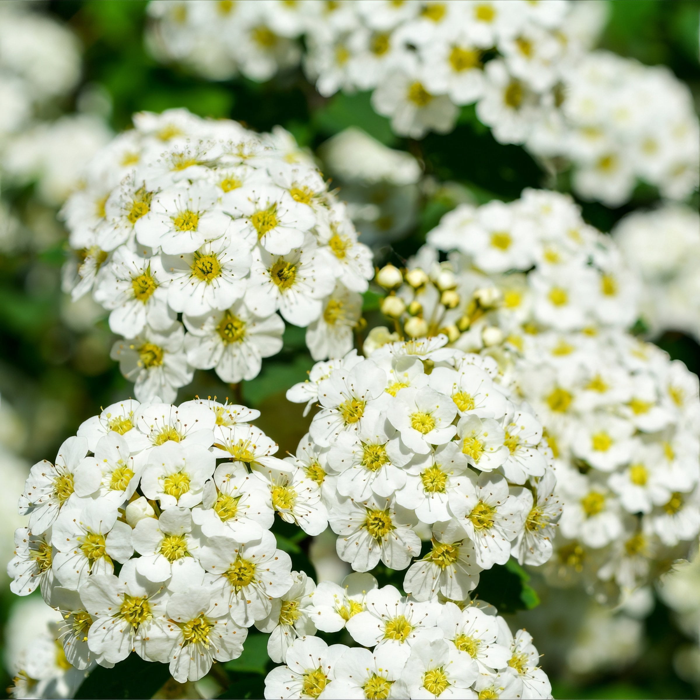 Live Shrub 3 gal Spirea 'Reeves' with Full Sunlight