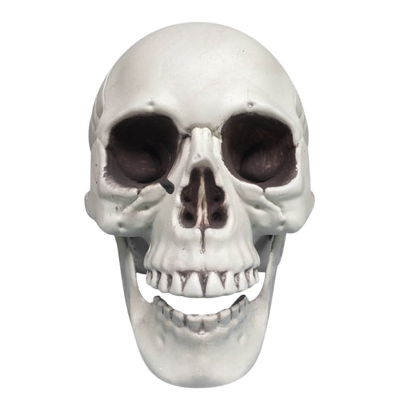 Halloween Skeleton Decoration Plastic Realistic Human Skull Model 16 in x 12 in x 19 in Indoor Outdoor Spooky Prop