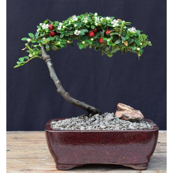 Flowering & Fruiting Evergreen Cotoneaster Bonsai Tree (dammeri 'streibs findling')