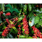 10 Arabian Coffee Tree Seeds