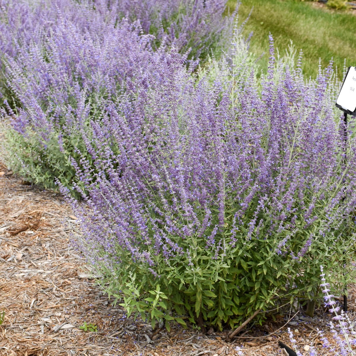 Little Spires Russian Sage Flowering Perennial Plant, 1 gal pot - 1 plant per offer